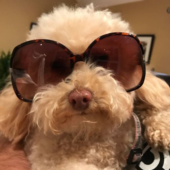 posh_poodle